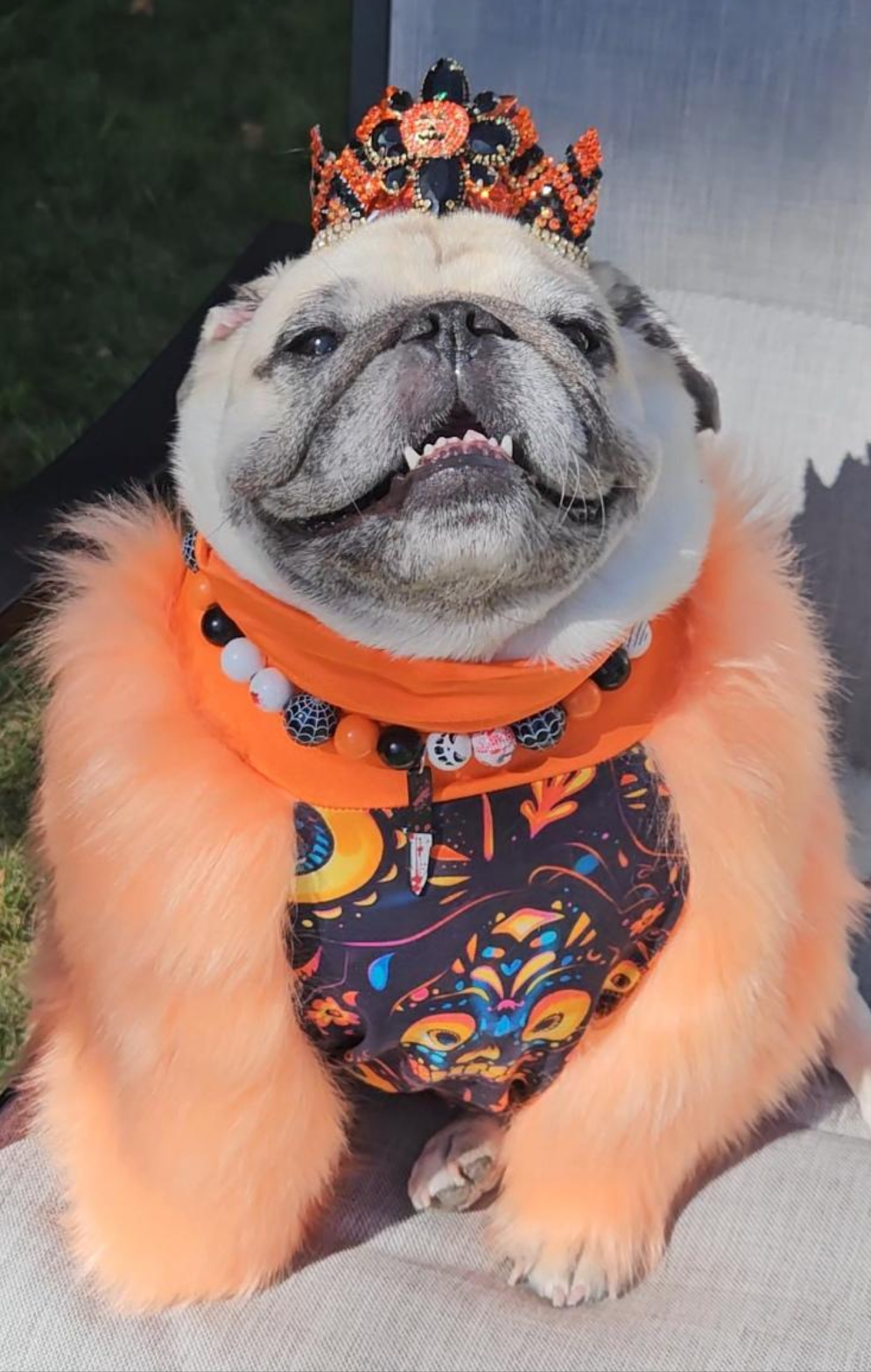 Fur Fright Nights