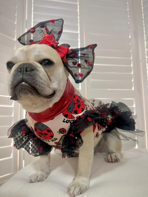 Love Bug Top