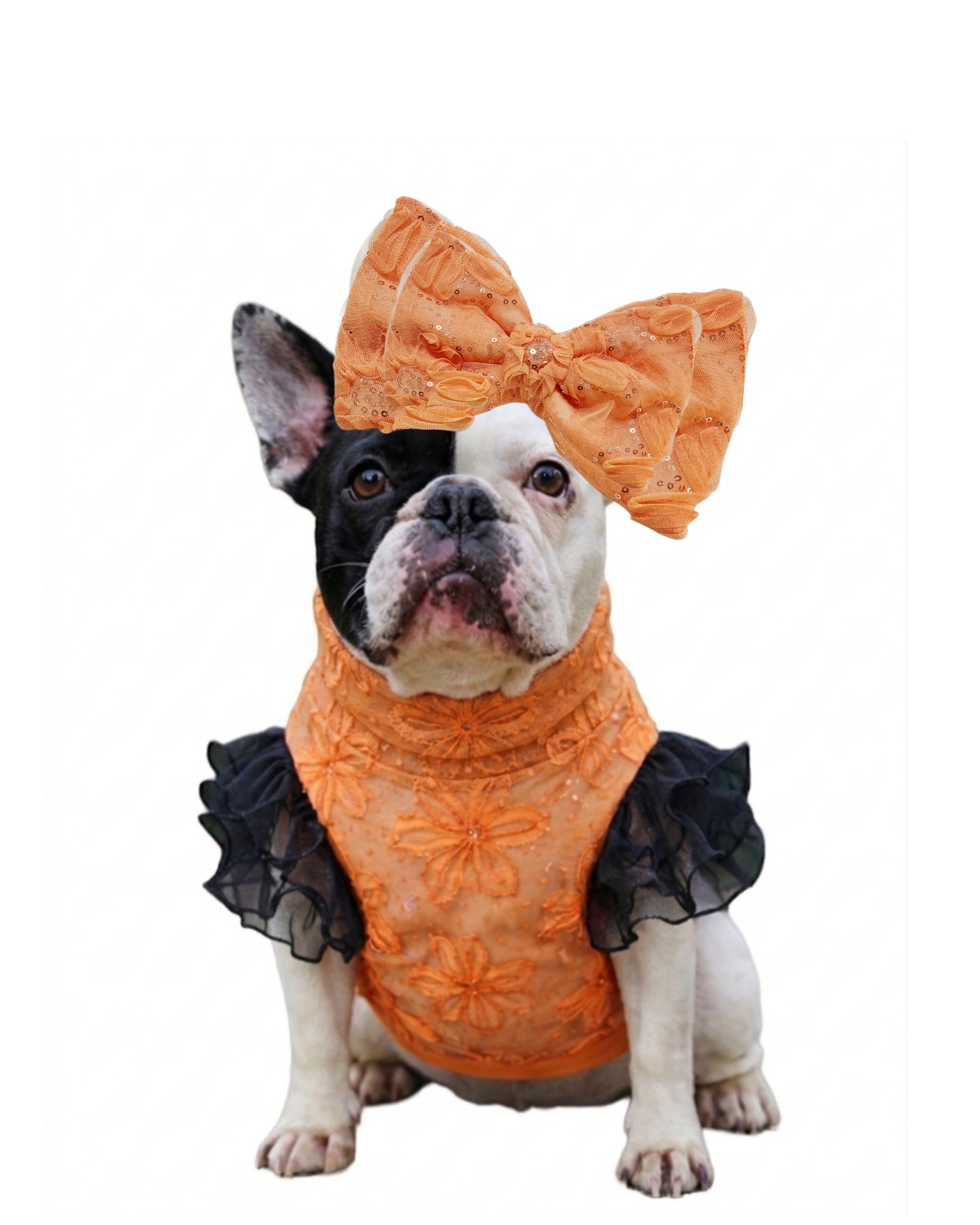 Orange Blossoms Bow