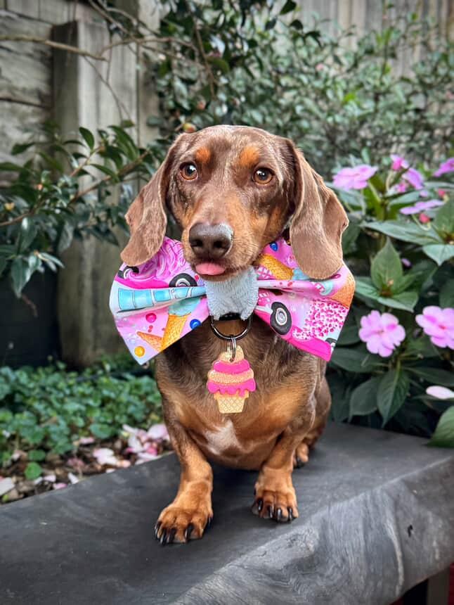 Whippy Carnival bow